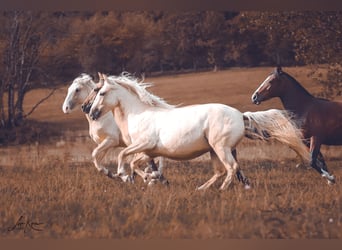 Criollo, Giumenta, 2 Anni, 141 cm, Palomino