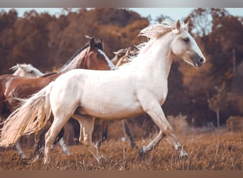 Criollo, Giumenta, 2 Anni, 141 cm, Palomino