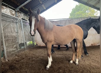 Criollo, Giumenta, 2 Anni, 142 cm, Red dun