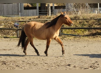 Criollo, Giumenta, 2 Anni, 145 cm, Falbo