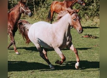 Criollo, Giumenta, 2 Anni, 146 cm, Roano rosso