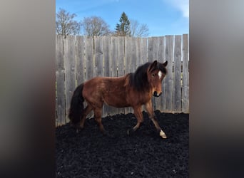 Criollo, Giumenta, 2 Anni, Baio roano