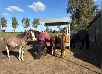 Criollo, Giumenta, 2 Anni, Grullo