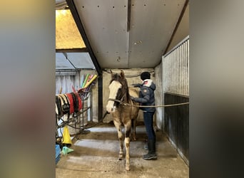 Criollo, Giumenta, 2 Anni, Grullo