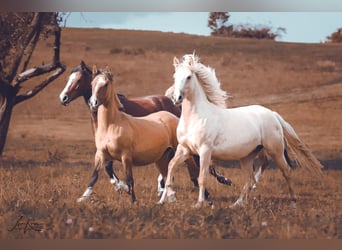 Criollo, Giumenta, 3 Anni, 141 cm, Palomino