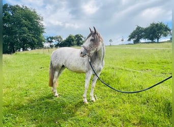 Criollo, Giumenta, 4 Anni, 138 cm, Overo-tutti i colori