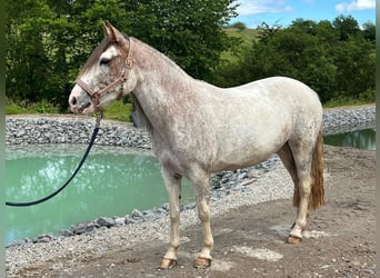 Criollo, Giumenta, 4 Anni, 138 cm, Overo-tutti i colori