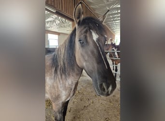 Criollo, Giumenta, 4 Anni, 143 cm, Grullo