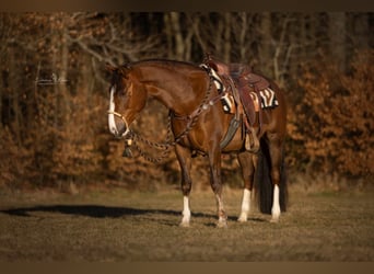 Criollo, Giumenta, 4 Anni, 148 cm