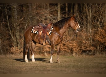 Criollo, Giumenta, 4 Anni, 148 cm