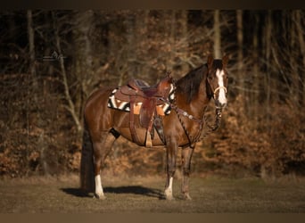 Criollo, Giumenta, 4 Anni, 148 cm