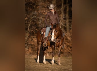 Criollo, Giumenta, 4 Anni, 148 cm