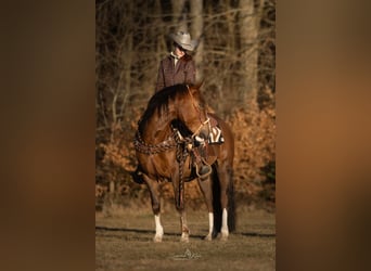 Criollo, Giumenta, 4 Anni, 148 cm