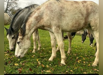 Criollo, Giumenta, 4 Anni, 148 cm, Overo-tutti i colori