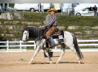 Criollo, Giumenta, 4 Anni, 148 cm, Overo-tutti i colori