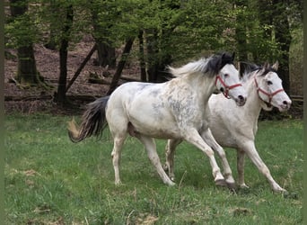 Criollo, Giumenta, 4 Anni, 148 cm, Overo-tutti i colori