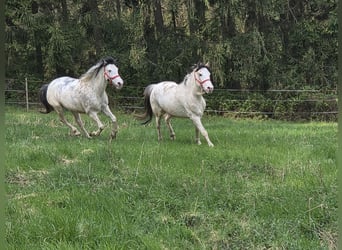 Criollo, Giumenta, 4 Anni, 148 cm, Overo-tutti i colori