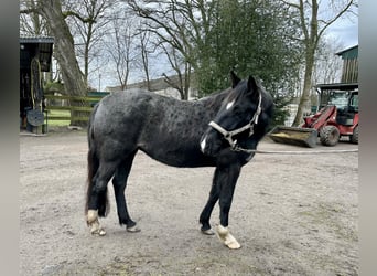 Criollo, Giumenta, 5 Anni, 139 cm, Roano blu