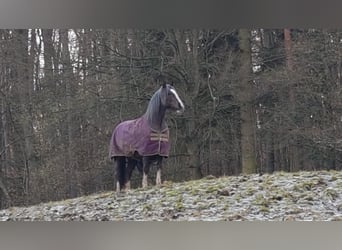 Criollo, Giumenta, 6 Anni, 146 cm, Overo-tutti i colori