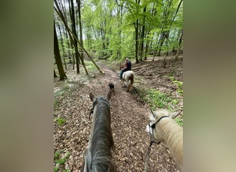 Criollo, Giumenta, 6 Anni, 146 cm, Overo-tutti i colori