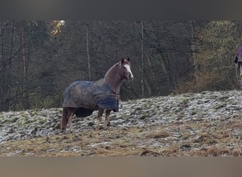 Criollo, Giumenta, 6 Anni, 146 cm, Overo-tutti i colori