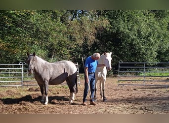 Criollo, Giumenta, 6 Anni, 146 cm, Overo-tutti i colori