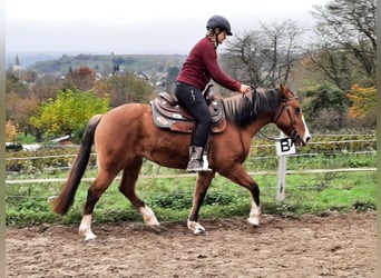 Criollo, Giumenta, 6 Anni, 148 cm, Baio