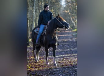 Criollo, Giumenta, 7 Anni, 142 cm, Falbo baio