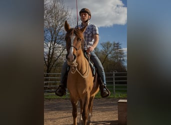 Criollo, Giumenta, 7 Anni, 146 cm, Falbo baio