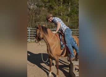 Criollo, Giumenta, 7 Anni, 146 cm, Falbo baio