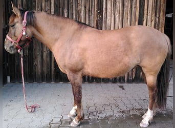 Criollo, Giumenta, 7 Anni, 146 cm, Falbo baio
