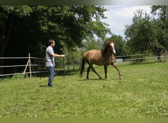Criollo, Giumenta, 7 Anni, 146 cm, Falbo baio