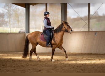 Criollo, Giumenta, 7 Anni, 146 cm, Falbo baio