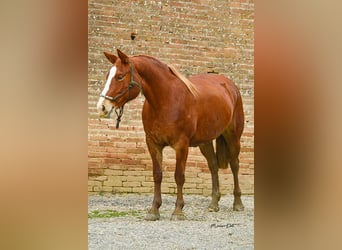 Criollo Mix, Giumenta, 7 Anni, 152 cm, Sauro