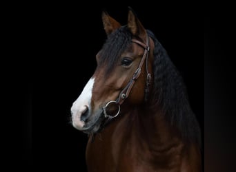 Criollo Mix, Giumenta, 8 Anni, 146 cm, Baio