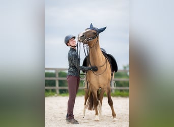 Criollo, Giumenta, 8 Anni, 146 cm, Falbo baio