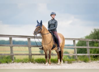 Criollo, Giumenta, 8 Anni, 146 cm, Falbo baio