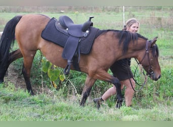 Criollo Mix, Giumenta, 9 Anni, 143 cm, Falbo