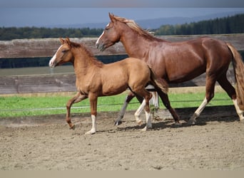 Criollo, Giumenta, Puledri (05/2024), Red dun