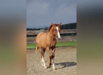 Criollo, Giumenta, Puledri (05/2024), Red dun