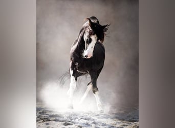 Criollo, Hengst, 1 Jaar, 135 cm, Bruin