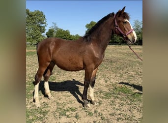 Criollo, Hengst, 1 Jaar, 135 cm, Roodbruin