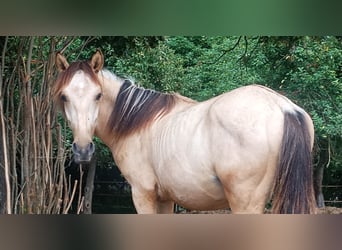 Criollo, Hengst, 1 Jaar, 146 cm, Buckskin