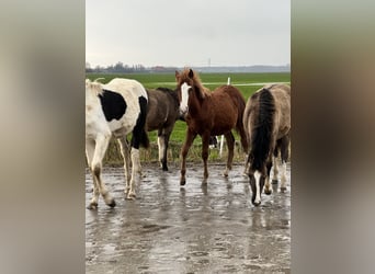 Criollo, Hengst, 1 Jaar, 148 cm, Roodvos