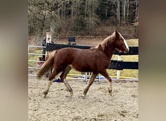 Criollo, Hengst, 1 Jaar