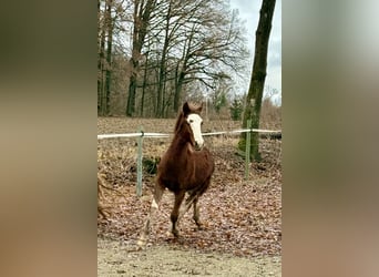 Criollo, Hengst, 1 Jaar