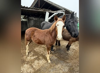 Criollo, Hengst, 1 Jaar