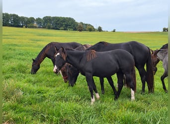 Criollo, Hengst, 1 Jaar, Zwart