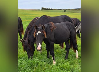 Criollo, Hengst, 1 Jaar, Zwart