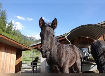 Criollo, Hengst, 1 Jaar, Zwart